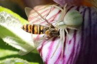 Misumena vatia