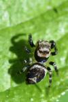 Evarcha falcata