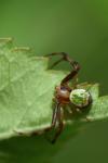 Ebrechtella tricuspidata
