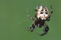 Larinioides cornutus