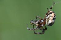 Larinioides cornutus