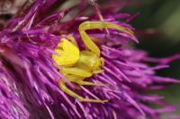 Thomisus onustus