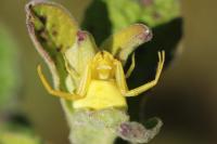 Thomisus onustus