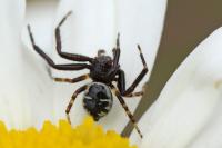 Synema globosum