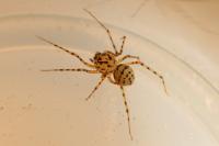 Scytodes thoracica