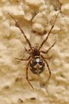 Steatoda triangulosa