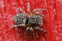 Attulus pubescens