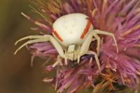 Misumena vatia
