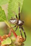 Synema globosum
