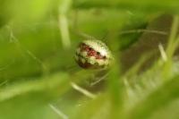 Enoplognatha