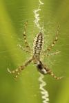 Argiope bruennichi
