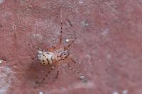 Scytodes thoracica