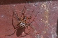 Scytodes thoracica