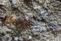 Scytodes thoracica