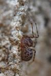 Scytodes thoracica