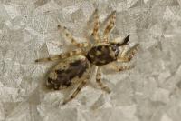 Salticus zebraneus