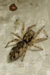 Salticus zebraneus
