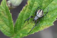Neoscona adianta