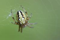 Neoscona adianta