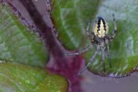 Neoscona adianta