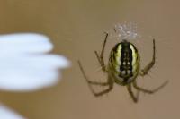 Mangora acalypha