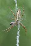 Argiope bruennichi