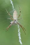 Argiope bruennichi