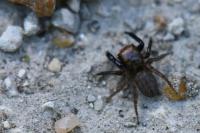 Euophrys frontalis