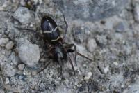 Micaria pulicaria