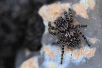 Aelurillus v-insignitus
