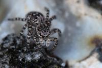Aelurillus v-insignitus