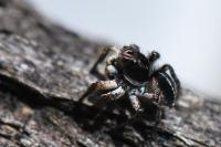 Aelurillus v-insignitus