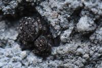 Attulus pubescens