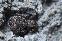 Attulus pubescens