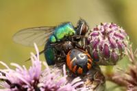 Synema globosum
