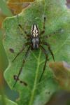 Neoscona adianta