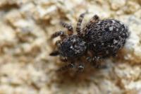 Attulus pubescens