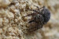 Attulus pubescens