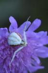 Misumena vatia