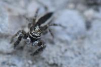 Pseudicius encarpatus