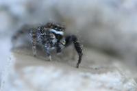 Pseudicius encarpatus