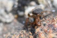Euophrys frontalis