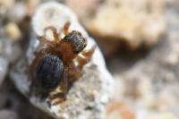 Euophrys frontalis