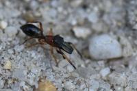 Myrmarachne formicaria