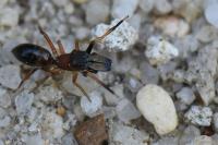Myrmarachne formicaria