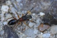 Myrmarachne formicaria