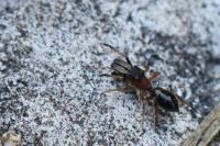 Myrmarachne formicaria