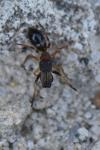 Myrmarachne formicaria
