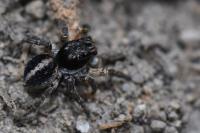 Aelurillus v-insignitus