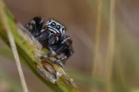 Evarcha arcuata